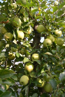 Yeşil elma ağacı hasat için hazır.