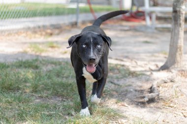 Dog at animal shelter outside waiting for adoption