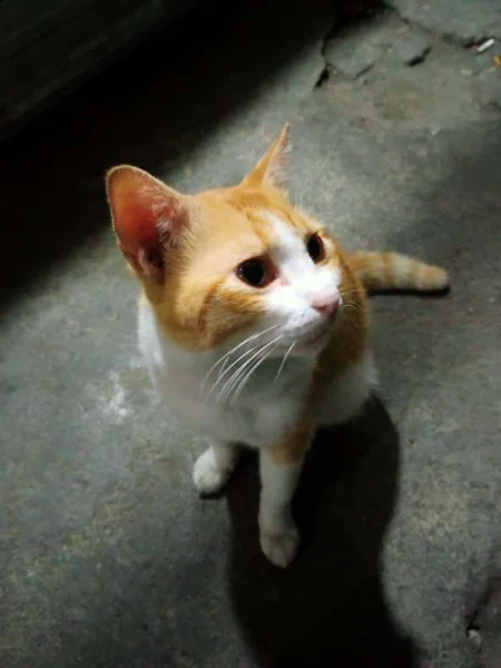 very cute little cat