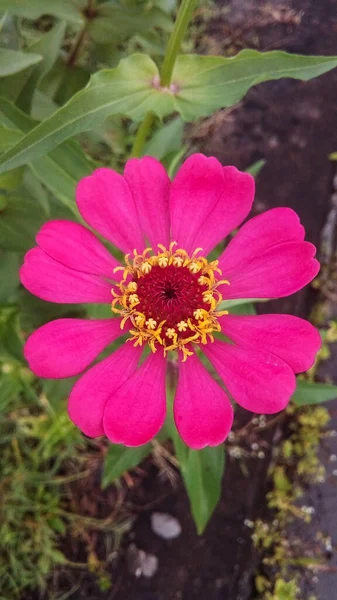 A very beautyful pink flower blooming sedan