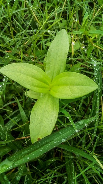 a plants sorrounded by grass that is still wet from the eain