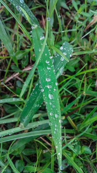the grass that was still wet from the rain looked fresh