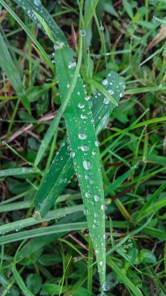 the grass that was still wet from the rain looked fresh