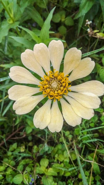 a flower with yellow and white petal is blooming in the morning