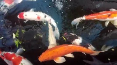 Güzel süs balığının videosu. Farklı siyah, kırmızı, sarı ve beyaz renklerde. Temiz suyla dolu bir gölette.