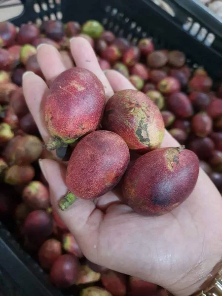 Endonezya 'da bu meyveye sapodilla küçük denir.