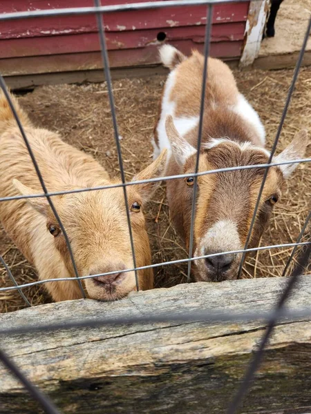 1850 New England Adliyesi