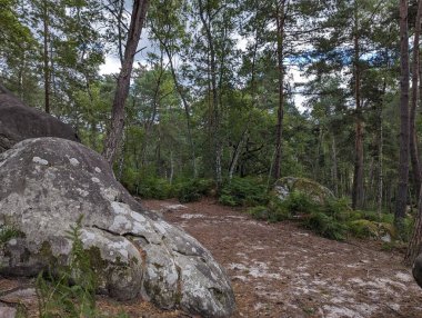 Fontainebleau Ormanında Yaz Yürüyüşü: Boulder Trail through Wilderness