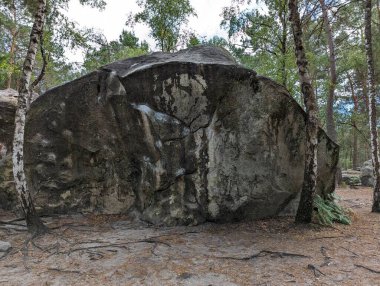 Yaz Ormanı Keşfi: Fontainebleau 'dan Franchard Isatis' te Güneşli Gün Yürüyüşü
