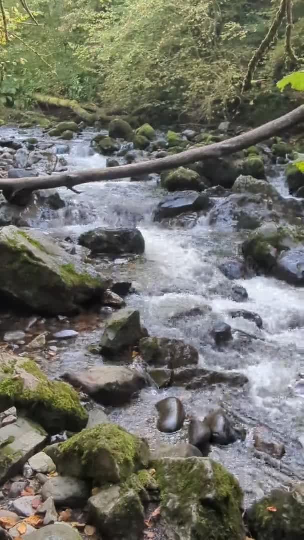 Serene Waters Fluindo Rio Água Branca Floresta Dinas Rock Gales — Vídeo de Stock