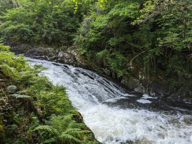 Bereketli yeşil bir ormanın içinden akan sakin bir nehir şelalesi. Sakin bir doğa ortamında yakalanmış, seyahat ve rahatlama kavramları için mükemmel..