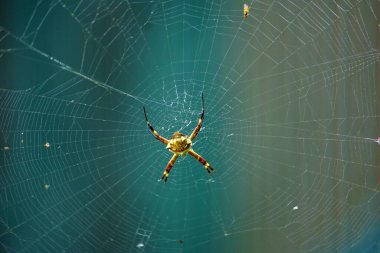 Çiy damlalı örümcek ağı