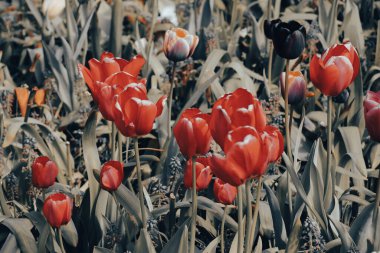 Bahçedeki güzel laleler