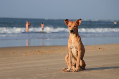 Cao sem raca definida apreciando o fim de tarde na praia.