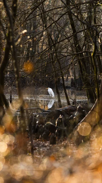 Egret Swamp Morning Foto Alta Qualidade — Fotografia de Stock