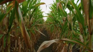 Tarladaki Mısır Tarlaları. Yüksek kalite 4k görüntü