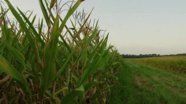 Rüzgarda Esen Mısır Tarlası. Yüksek kalite 4k görüntü