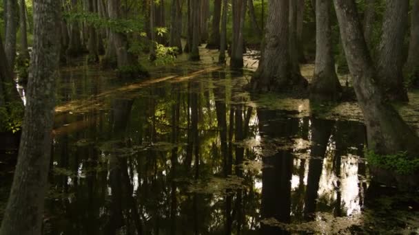 Cypress Swamp Bayou Mississippi Imágenes Alta Calidad — Vídeo de stock