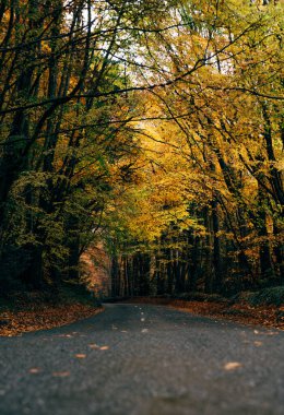 Renkli Yapraklar ve Ağaçlar ile Sonbaharda İrlanda 'da Boş Yol. Yüksek kalite fotoğraf