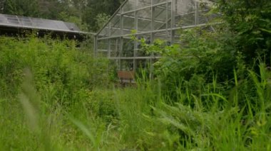 Yazın Bitkilerle çevrili bir sera. Yüksek kalite 4k görüntü