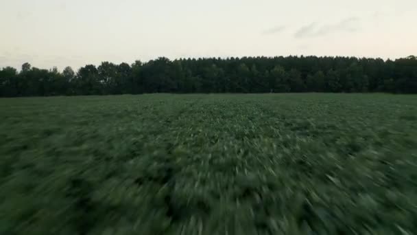 Schnelle Luftaufnahme Bei Sonnenaufgang Über Feldfrüchten Mississippi Delta Tiefflug Hochwertiges — Stockvideo
