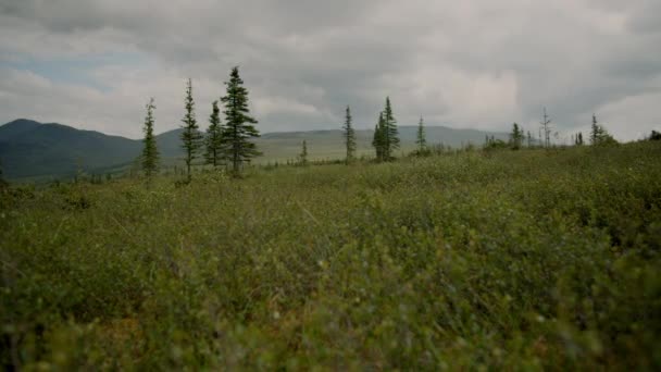 Brush Blowing Wind Mountains Pine Trees Background Alaska Imágenes Alta — Vídeo de stock