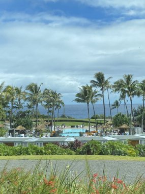 Palm trees along tropical overlook