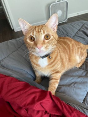 Domestic Shorthair Ginger Cat