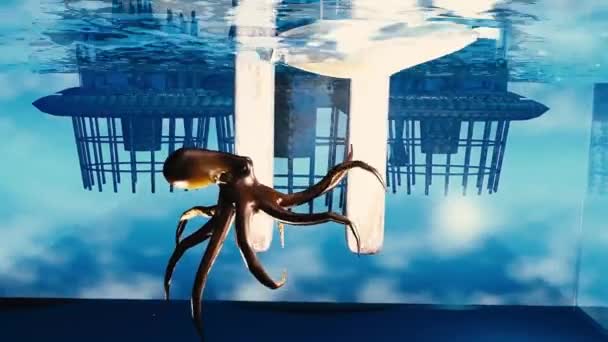 Giant Octopus Attacking Some Sea Vehicle Drowning Water Surface — Vídeo de Stock