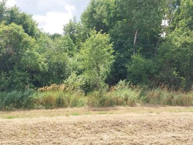 Doğada bir yaz günü ağaçlar.