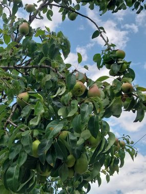 Armut ağacı (lat. Meyveli Pyrus komünü.