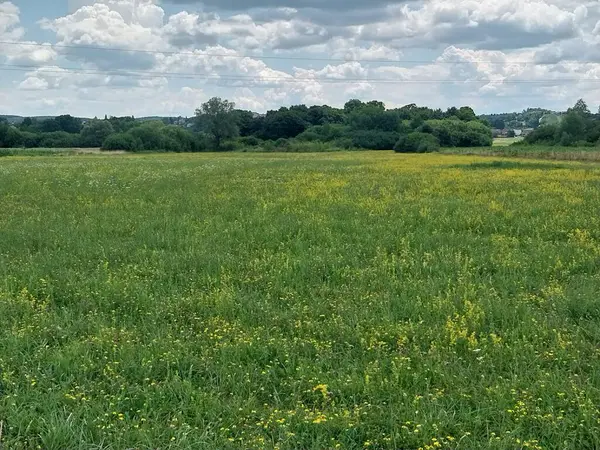 Bir yaz günü çiçekli yeşil bir çayır ve arka planda yeşil tepeler var..