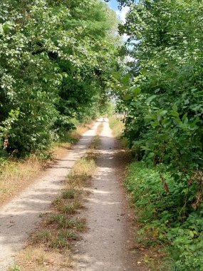 Yeşilliğin yanında yemyeşil bir yol manzarası..