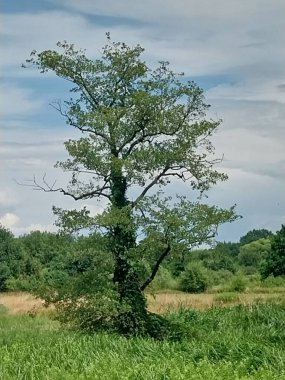 Yeşil bir çevrede, tarlada yalnız bir ağaç..