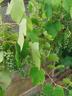 Yaz günü yeşil yapraklı üzümlerin yakın çekimi..