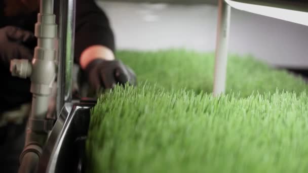 Sprouted Wheat Seeds Wheat Germ Wheatgrass Green Grass Small Business — Stock video