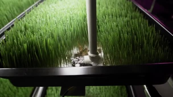 Filizlenmiş Buğday Tohumları Buğday Tohumu Buğday Çimi Yeşil Çimenler Sağlıklı — Stok video