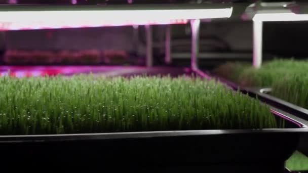 Sprouted Wheat Seeds Wheat Germ Wheatgrass Green Grass Small Business — ストック動画