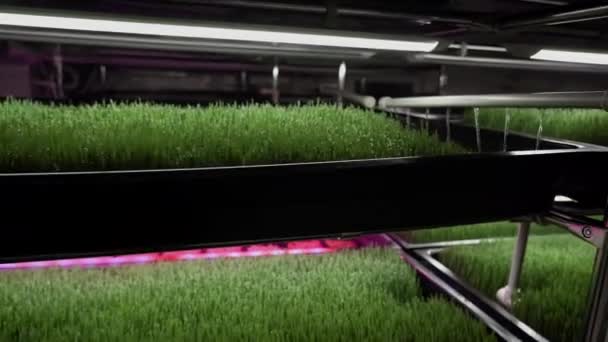 Pěstovaná Semena Pšenice Pšeničné Klíčky Wheatgrass Zelená Tráva Malý Podnik — Stock video