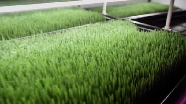 Sprouted Wheat Seeds Wheat Germ Wheatgrass Green Grass Small Business — 图库视频影像