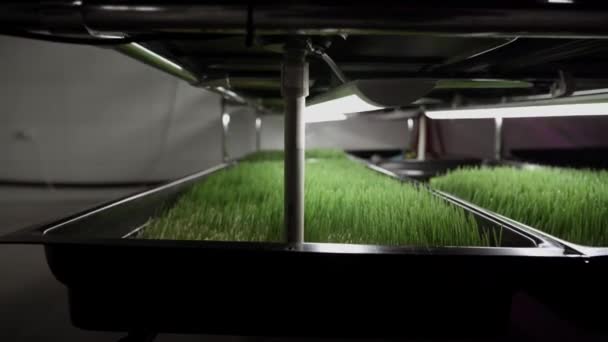 Вырастил Семена Пшеницы Пшеничные Бактерии Пшеница Зеленая Трава Малый Бизнес — стоковое видео