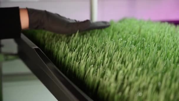 Pěstovaná Semena Pšenice Pšeničné Klíčky Wheatgrass Zelená Tráva Malý Podnik — Stock video