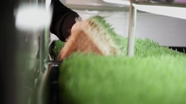 Getreidekeime Weizenkeime Weizengras Grünes Gras Ein Kleines Unternehmen Das Grüne — Stockvideo