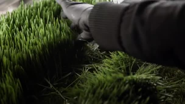 Travailleuse Travaille Dans Une Petite Usine Herbes Production Jus Désintoxication — Video