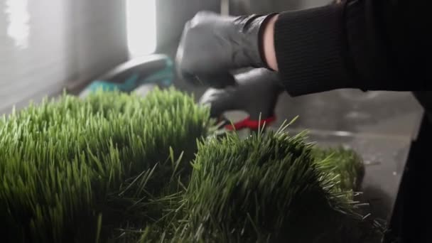 该女工在一个小型草本植物中工作 生产绿色脱毒果汁4K — 图库视频影像