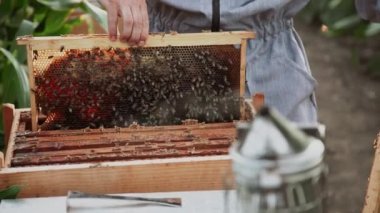 Genç arıcılar arılarla çalışır ve bal yerler.