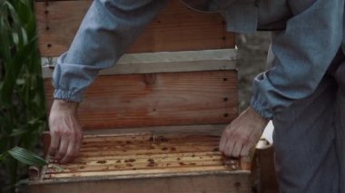 Genç arıcılar arılarla çalışır ve bal yerler.