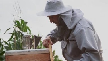 Genç arıcılar arılarla çalışır ve bal yerler.