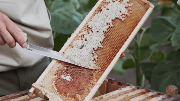 Młodzi Pszczelarze Pracują Pszczołami Pasiece Jedzą Miód — Wideo stockowe