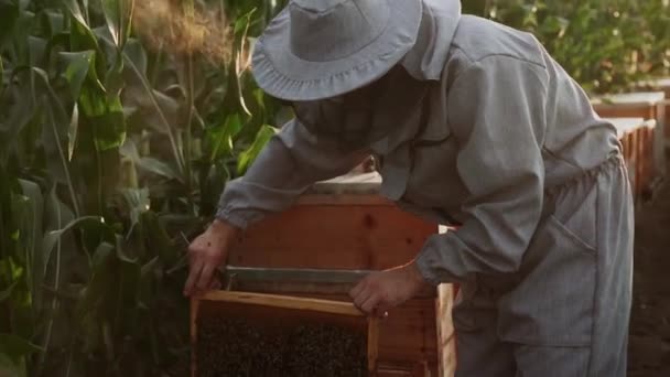 幼小的养蜂人在蜂房里与蜜蜂一起工作 吃蜂蜜 — 图库视频影像